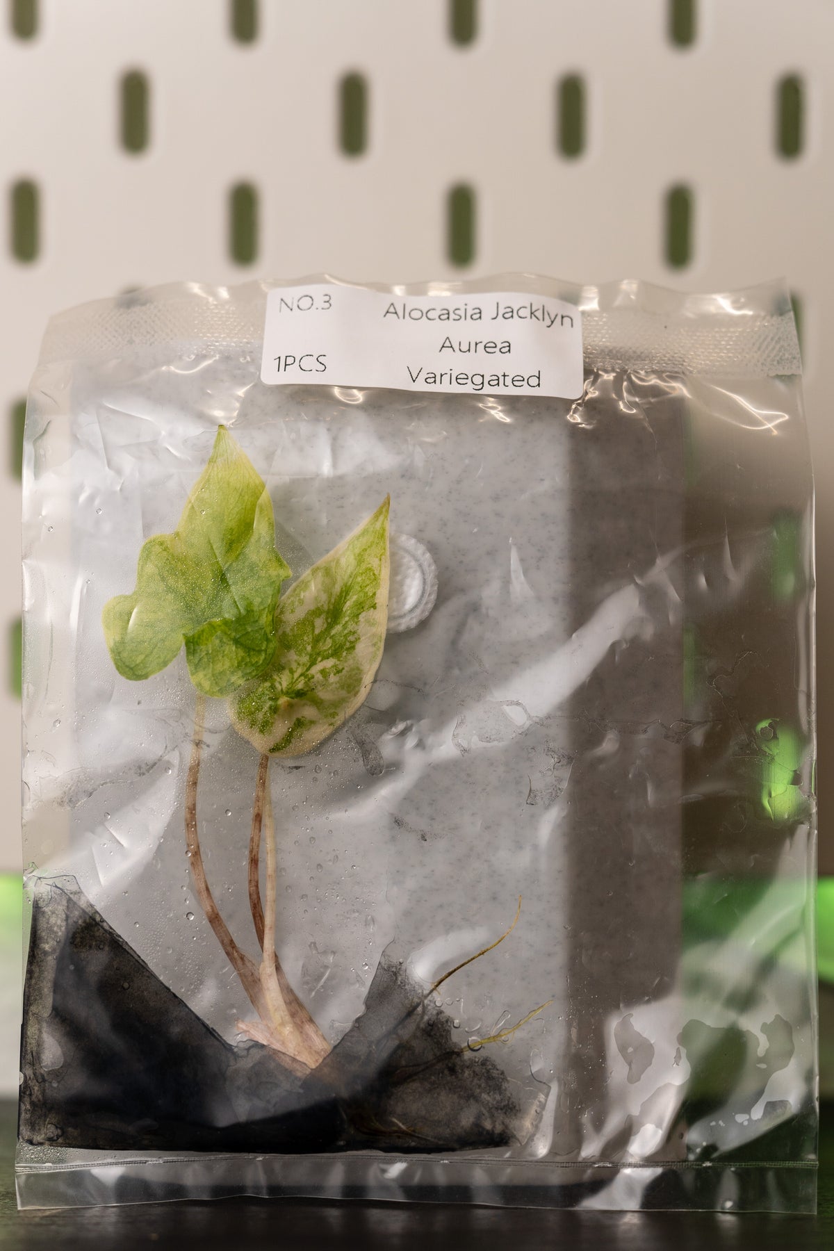 Alocasia Jacklyn Aurea Variegata Tissue Culture