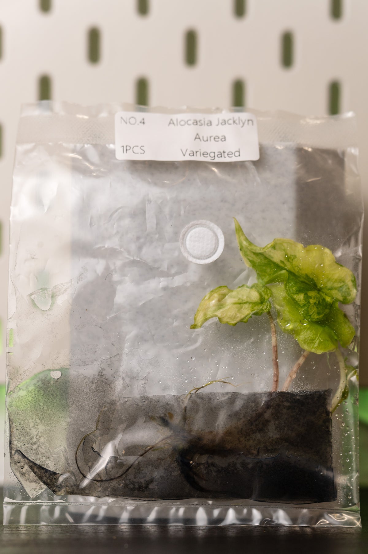 Alocasia Jacklyn Aurea Variegata Tissue Culture