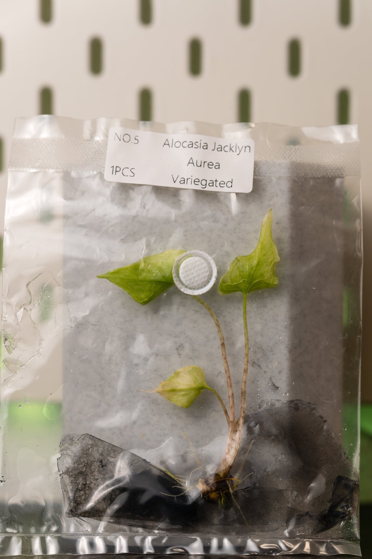 Alocasia Jacklyn Aurea Variegata Tissue Culture