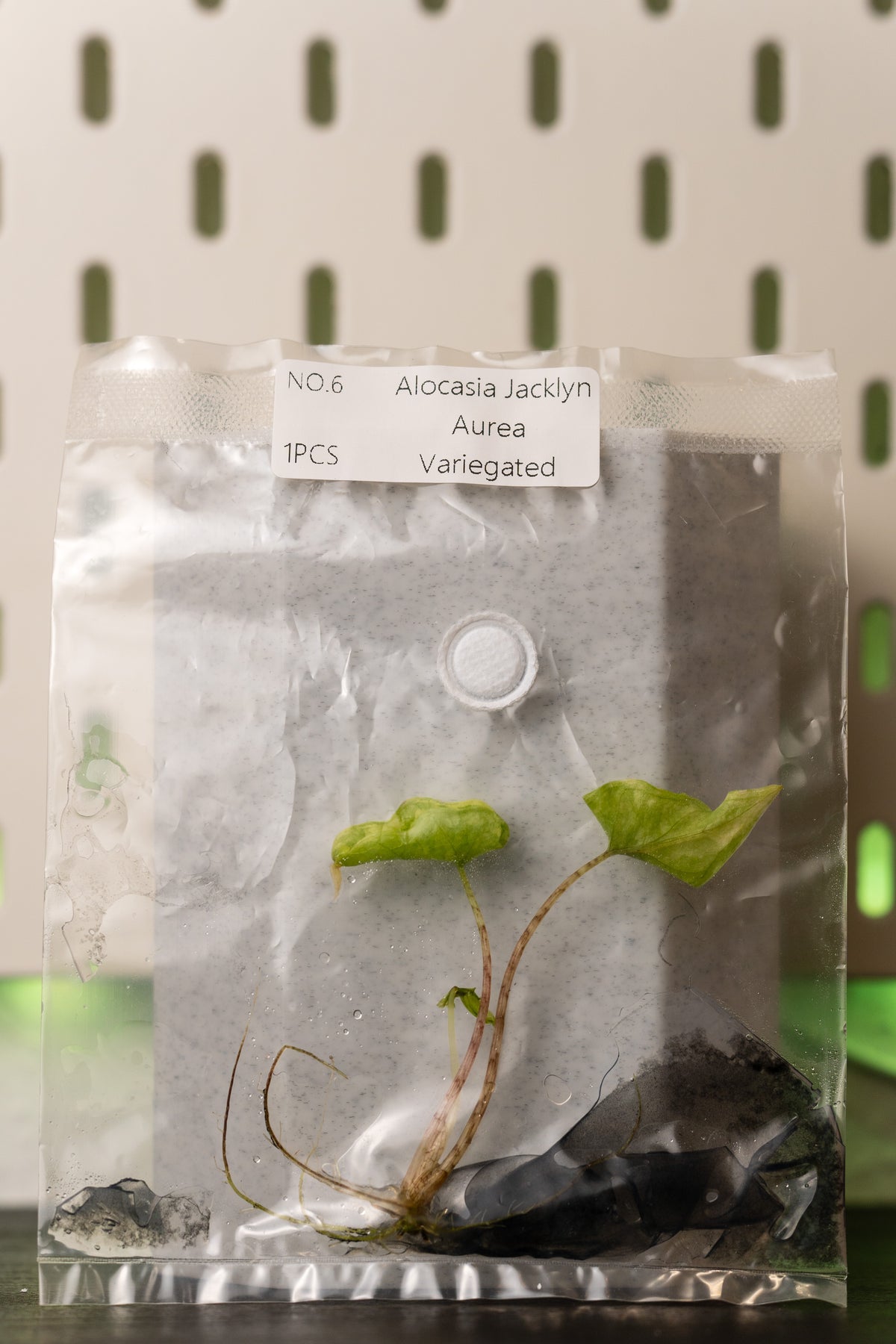 Alocasia Jacklyn Aurea Variegata Tissue Culture