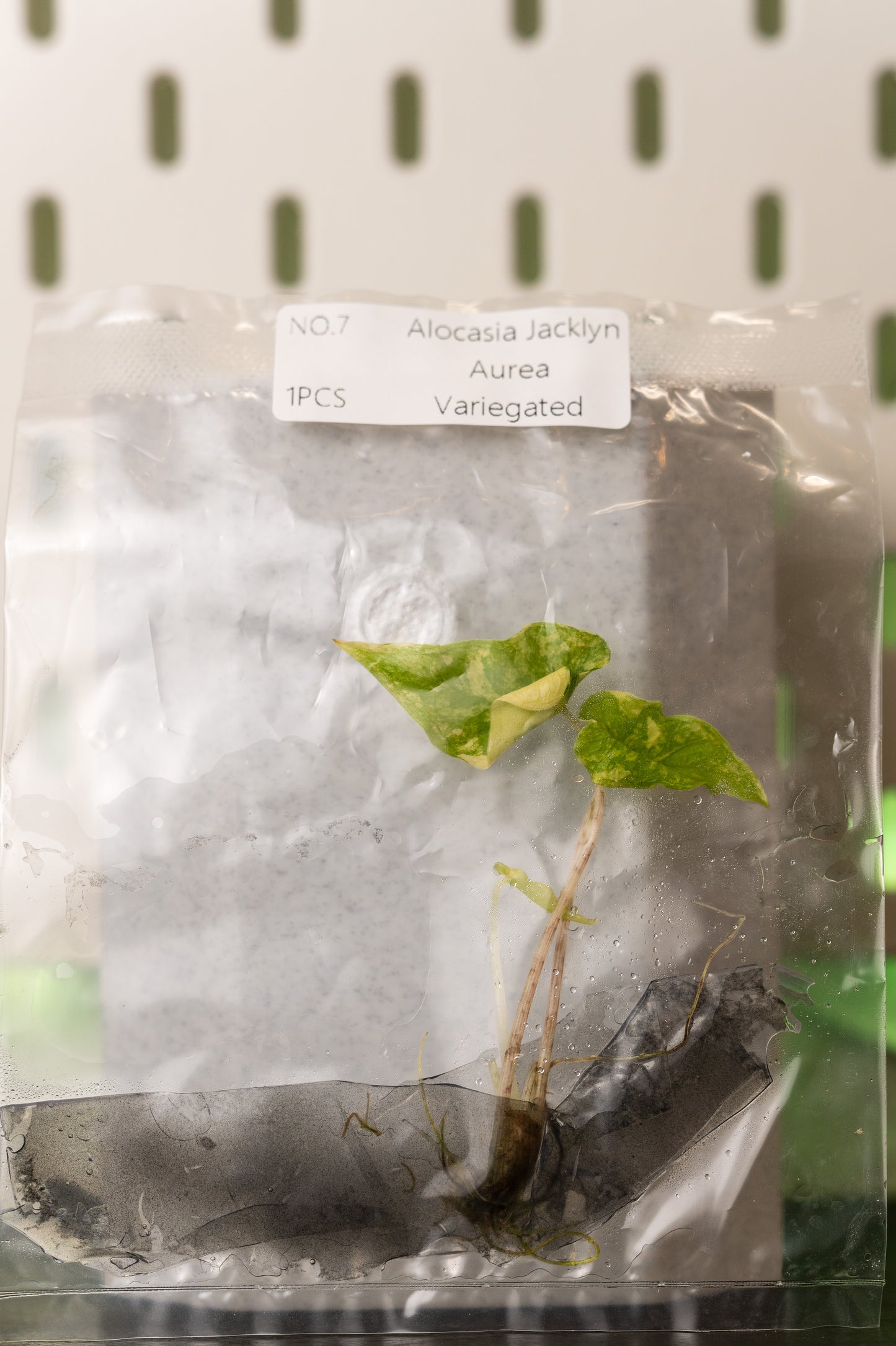 Alocasia Jacklyn Aurea Variegata Tissue Culture