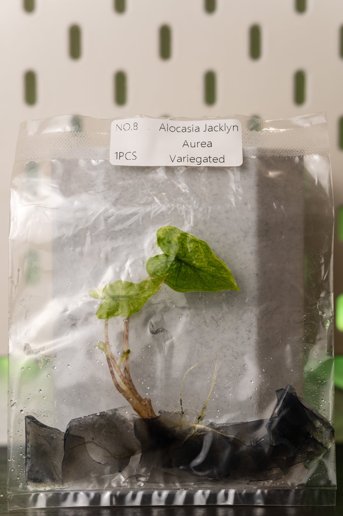 Alocasia Jacklyn Aurea Variegata Tissue Culture