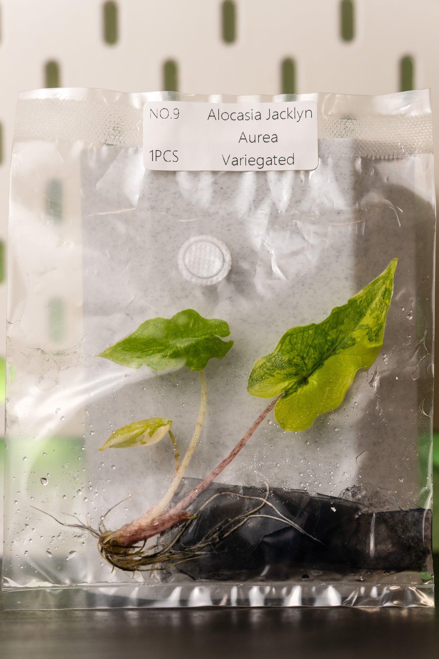 Alocasia Jacklyn Aurea Variegata Tissue Culture