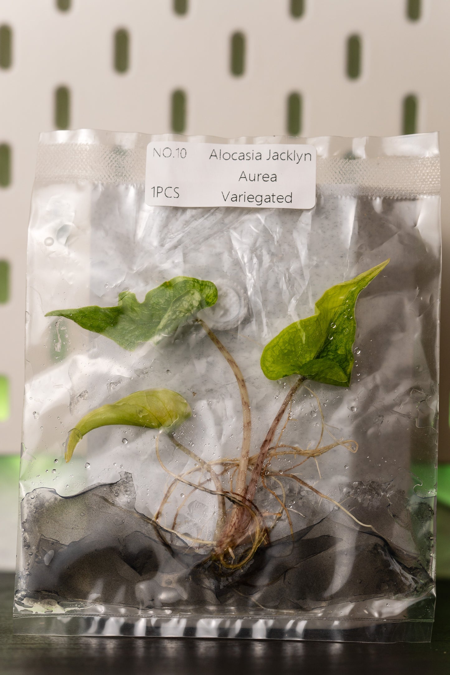 Alocasia Jacklyn Aurea Variegata Tissue Culture