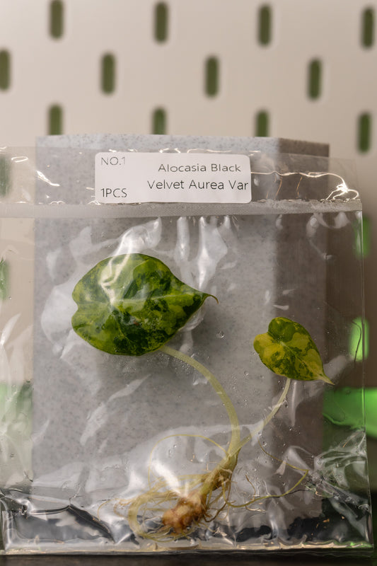 Alocasia Black Velvet Aurea Gold Variegata Tissue Culture