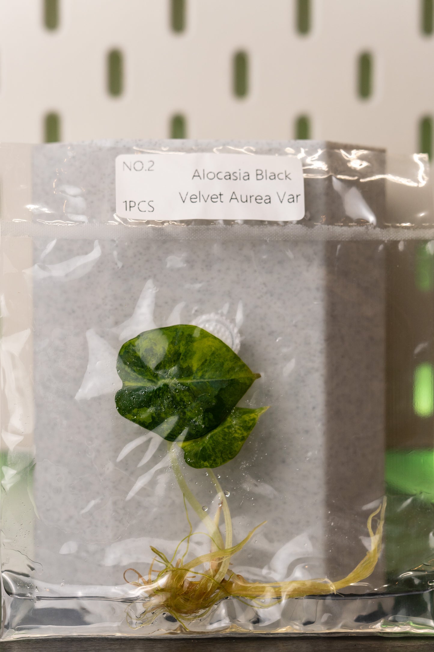 Alocasia Black Velvet Aurea Gold Variegata Tissue Culture