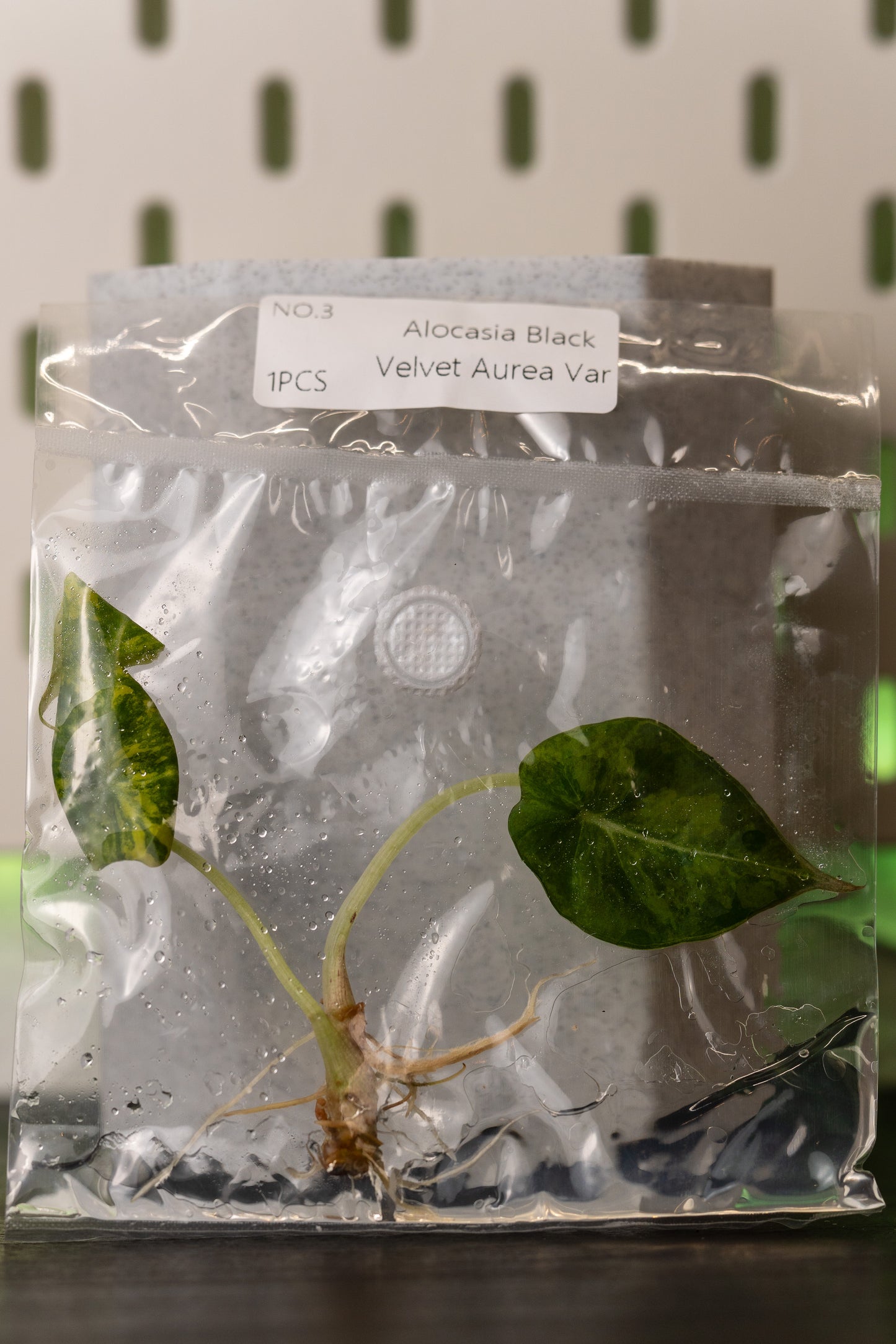 Alocasia Black Velvet Aurea Gold Variegata Tissue Culture