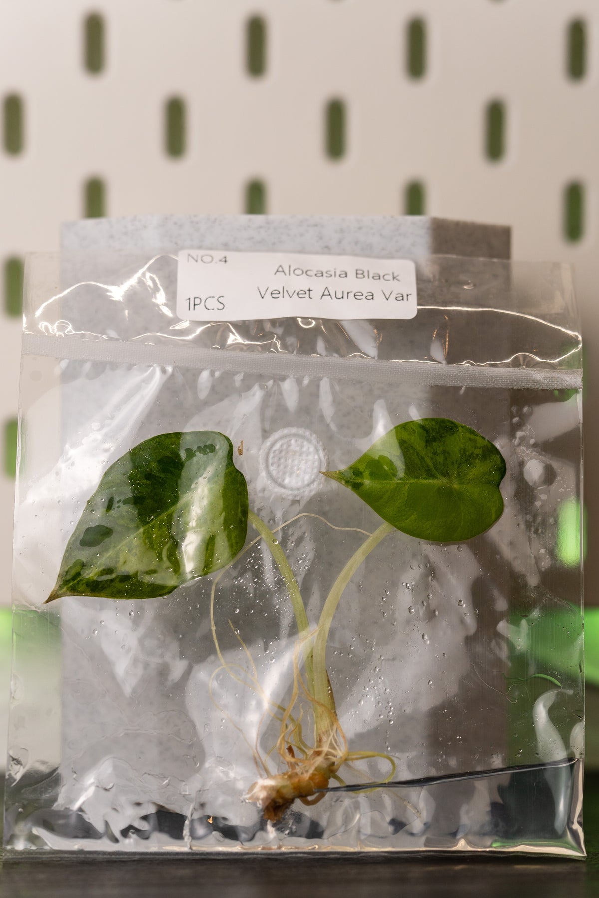 Alocasia Black Velvet Aurea Gold Variegata Tissue Culture