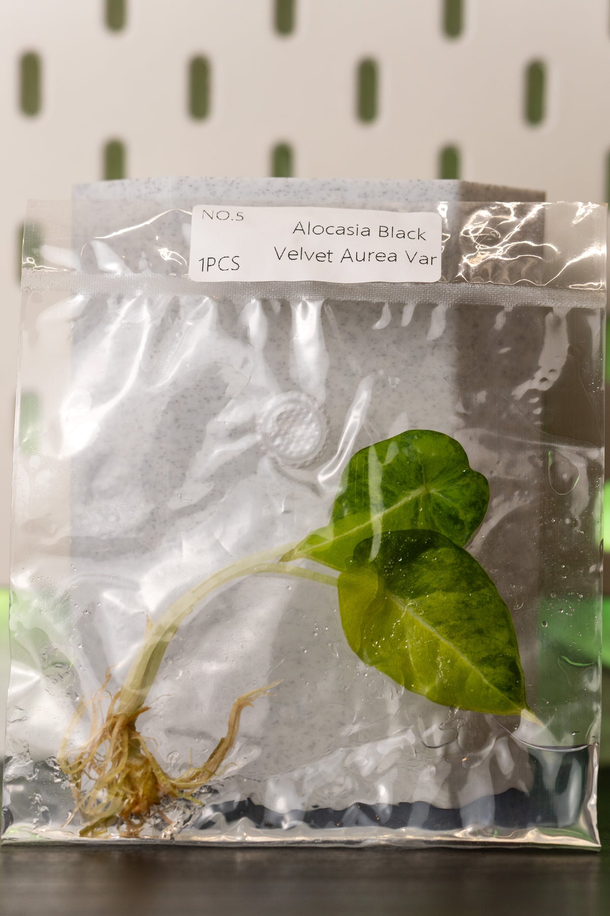 Alocasia Black Velvet Aurea Gold Variegata Tissue Culture