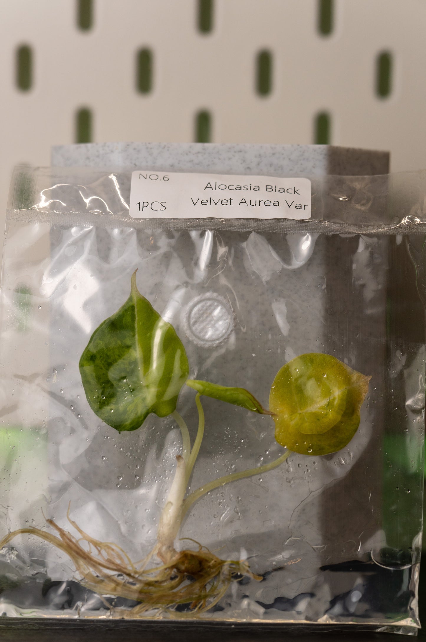 Alocasia Black Velvet Aurea Gold Variegata Tissue Culture