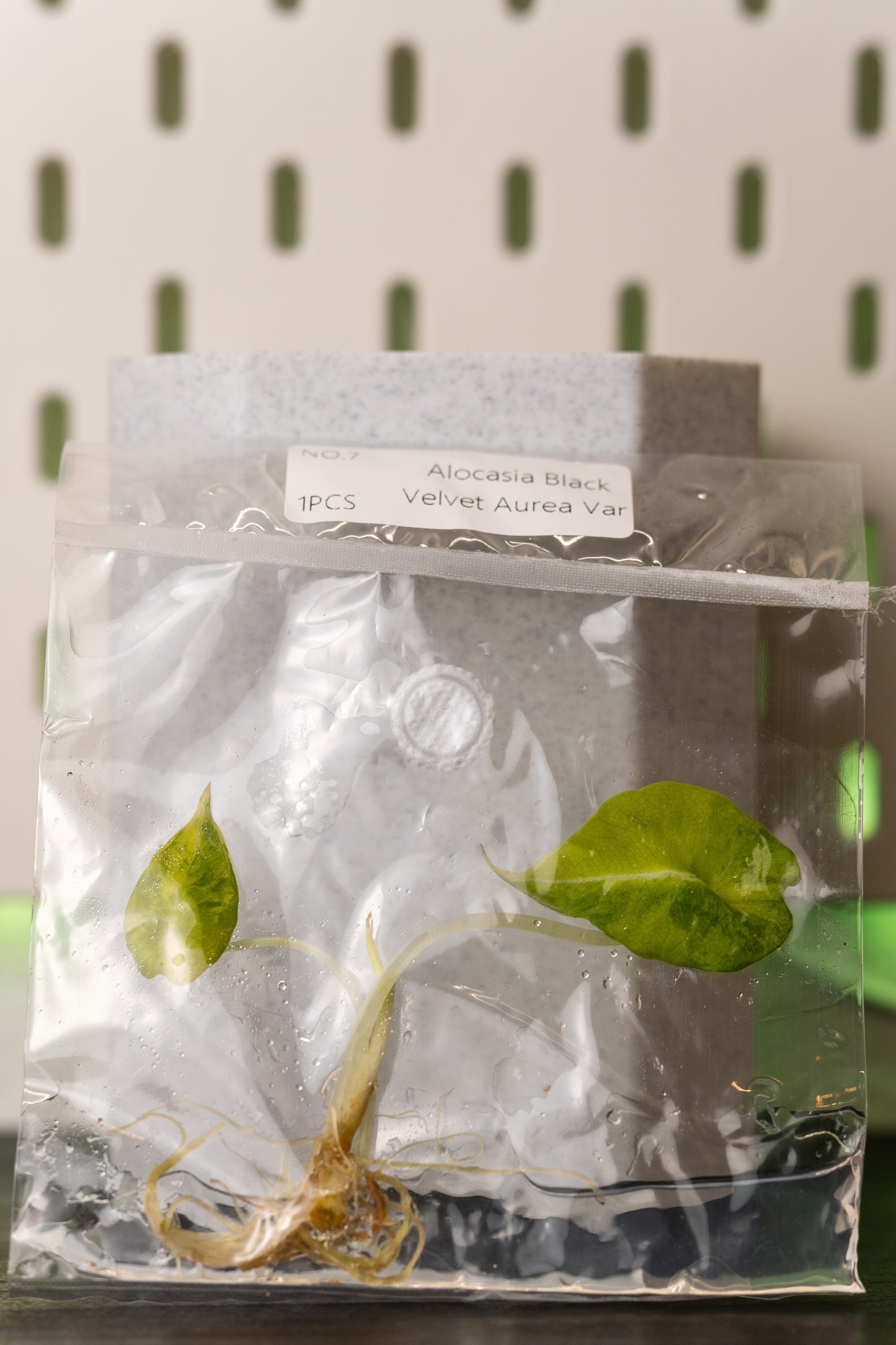 Alocasia Black Velvet Aurea Gold Variegata Tissue Culture