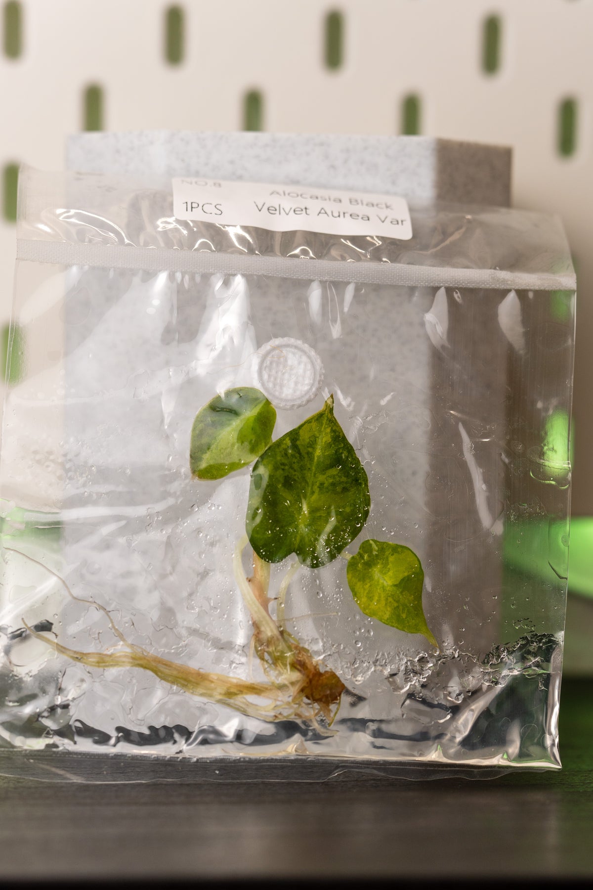 Alocasia Black Velvet Aurea Gold Variegata Tissue Culture