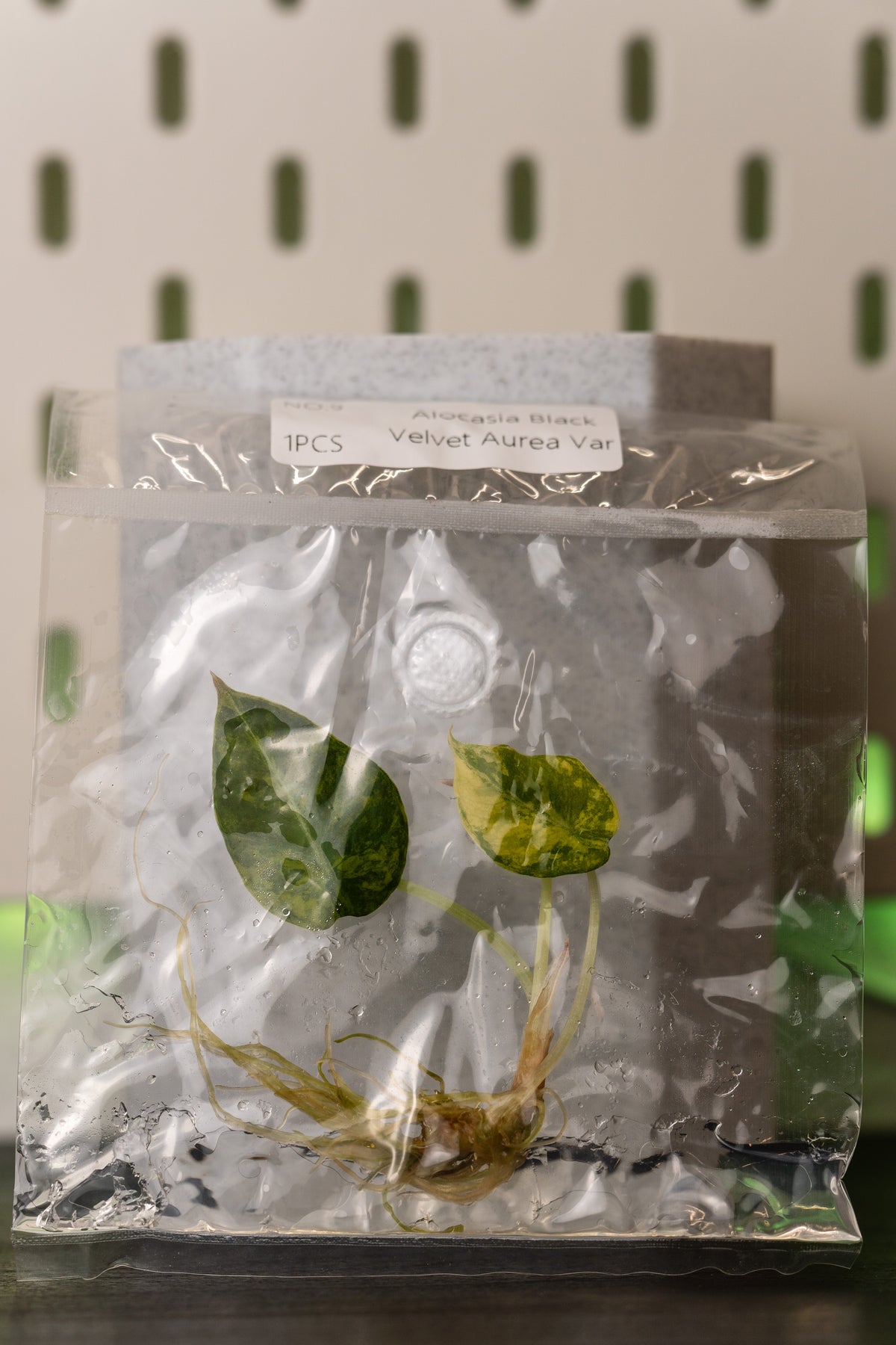 Alocasia Black Velvet Aurea Gold Variegata Tissue Culture
