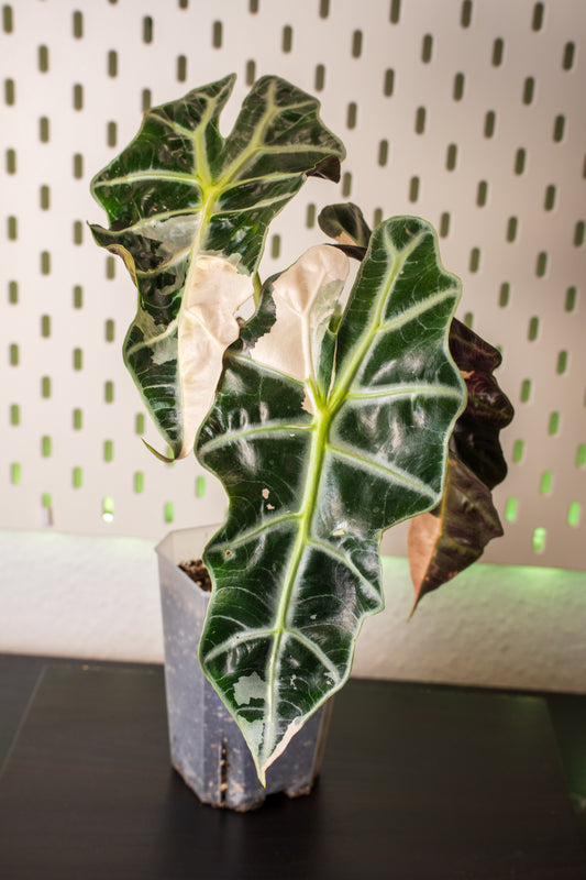Alocasia Polly Snowflake Pink Variegata