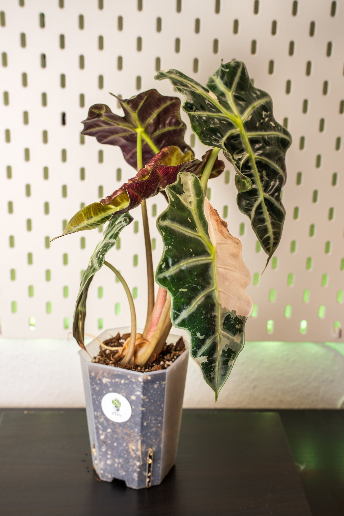 Alocasia Polly Snowflake Pink Variegata