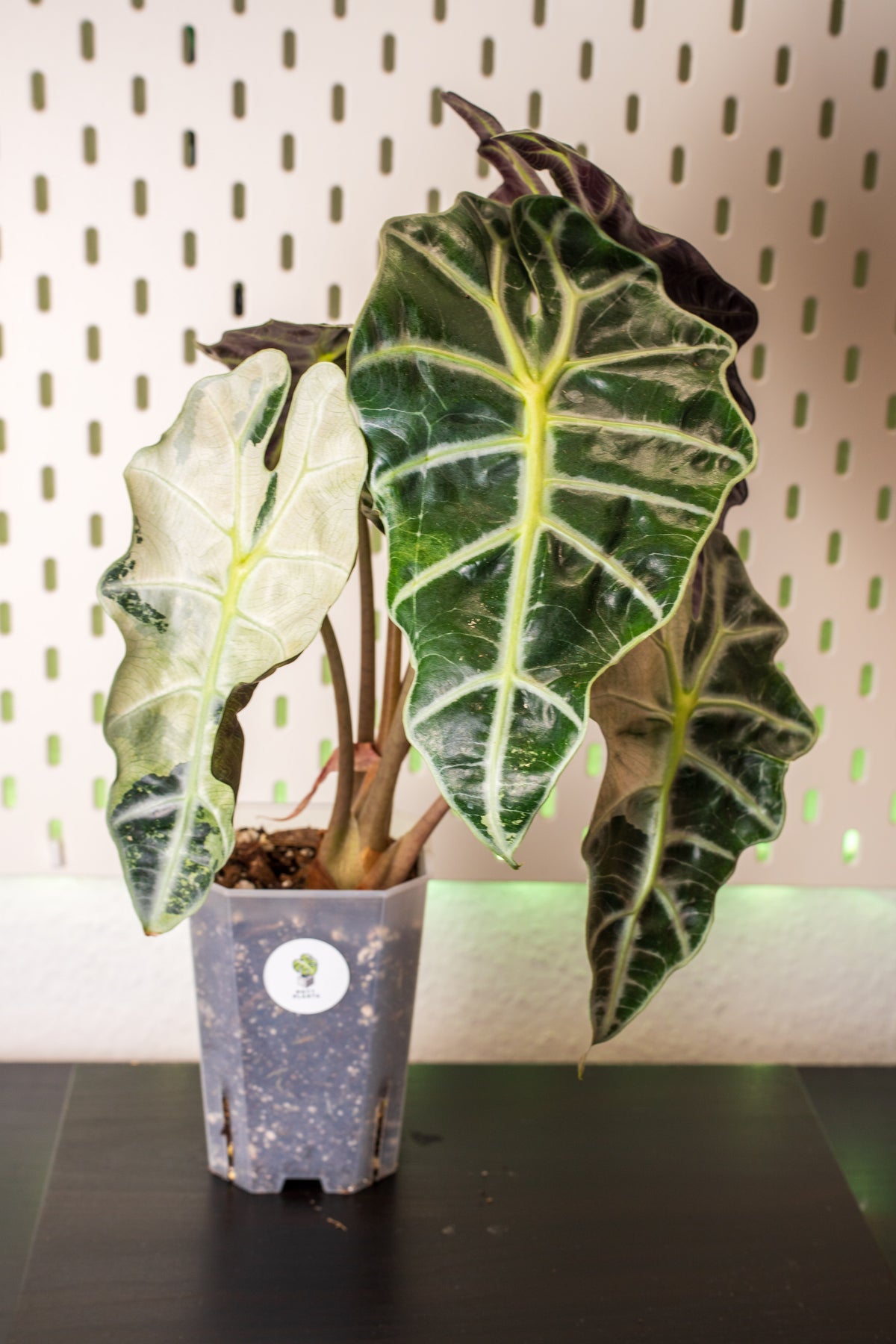 Alocasia Polly Snowflake Pink Variegata