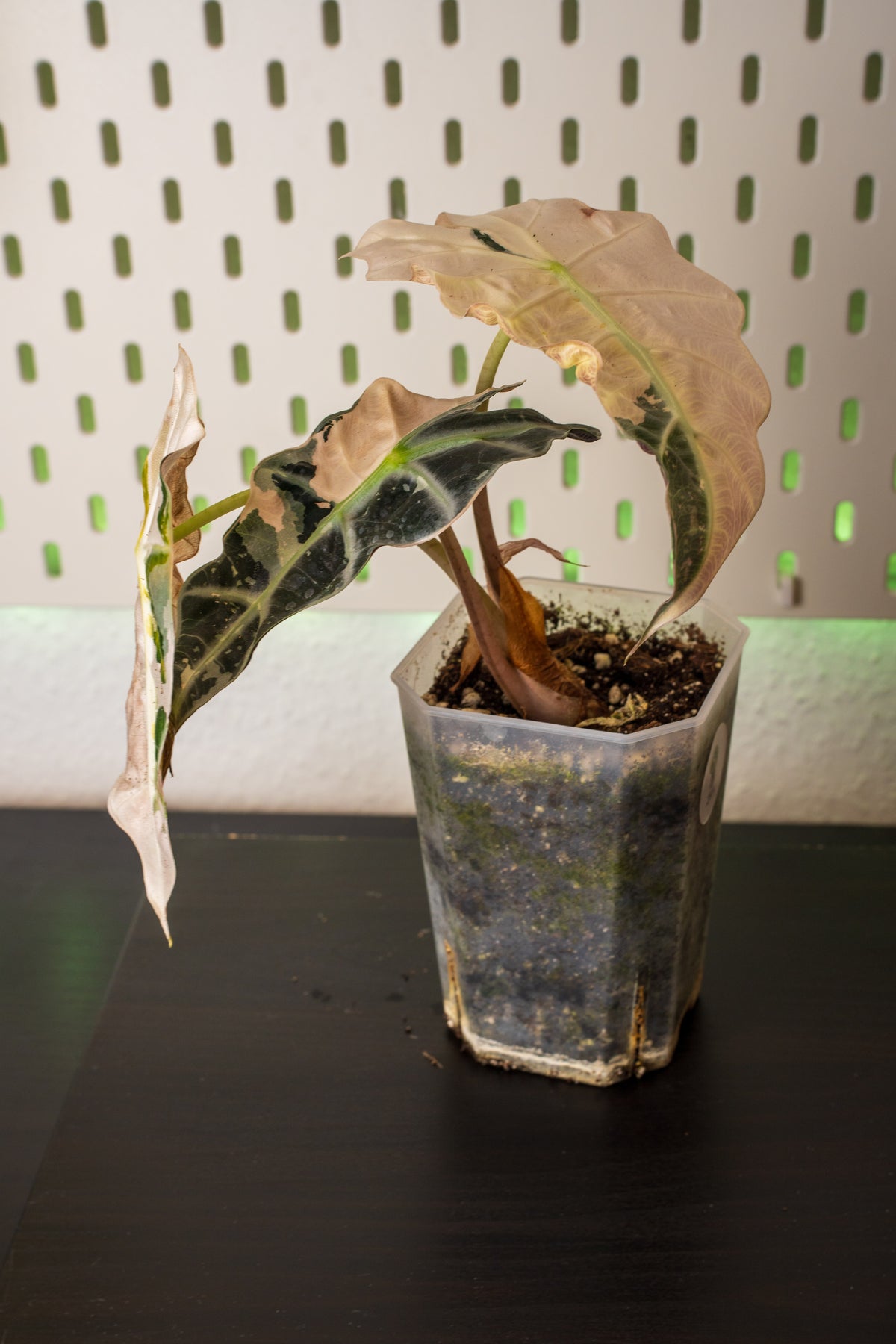 Alocasia Polly Snowflake Pink Variegata