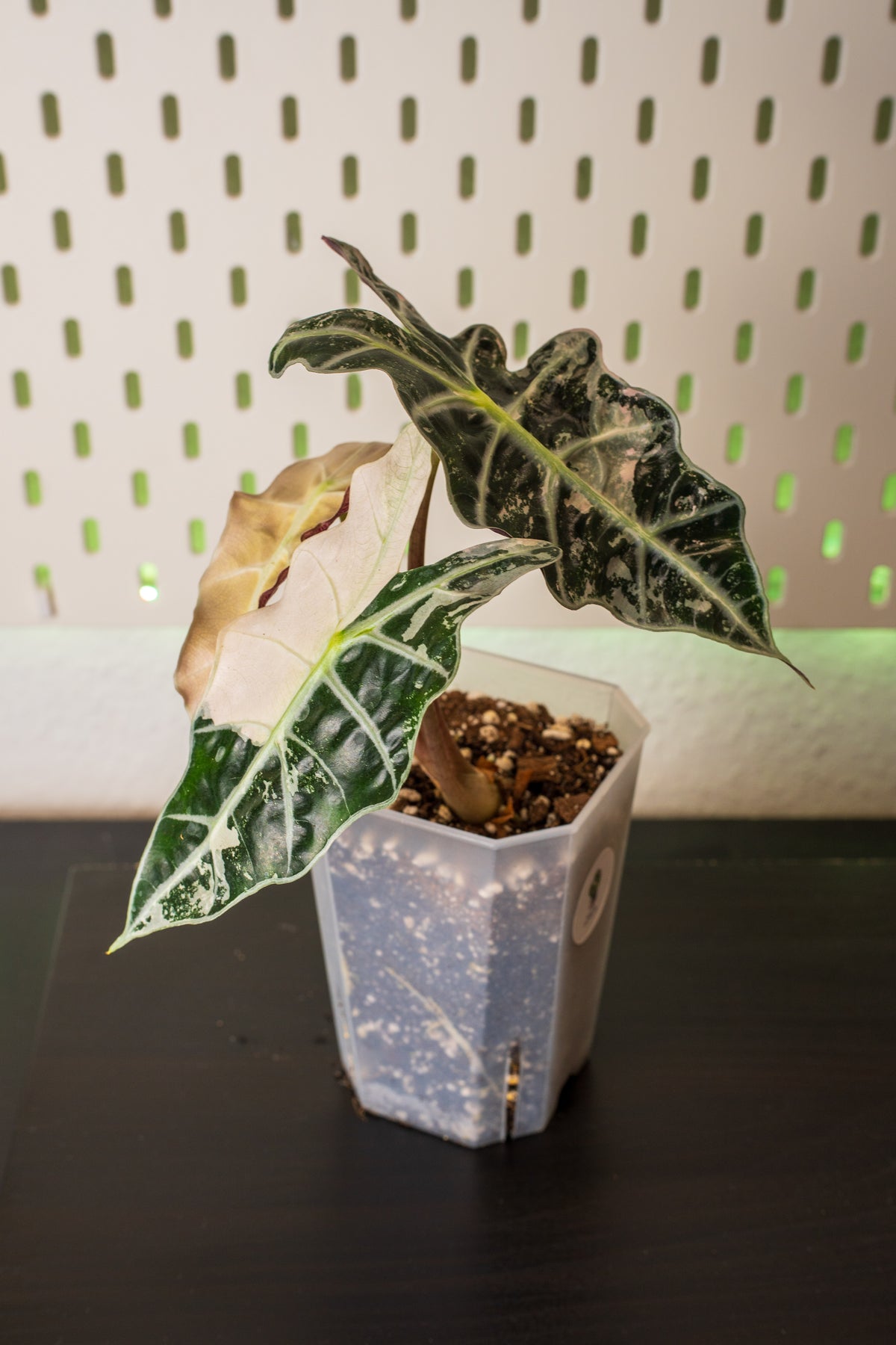 Alocasia Polly Snowflake Pink Variegata