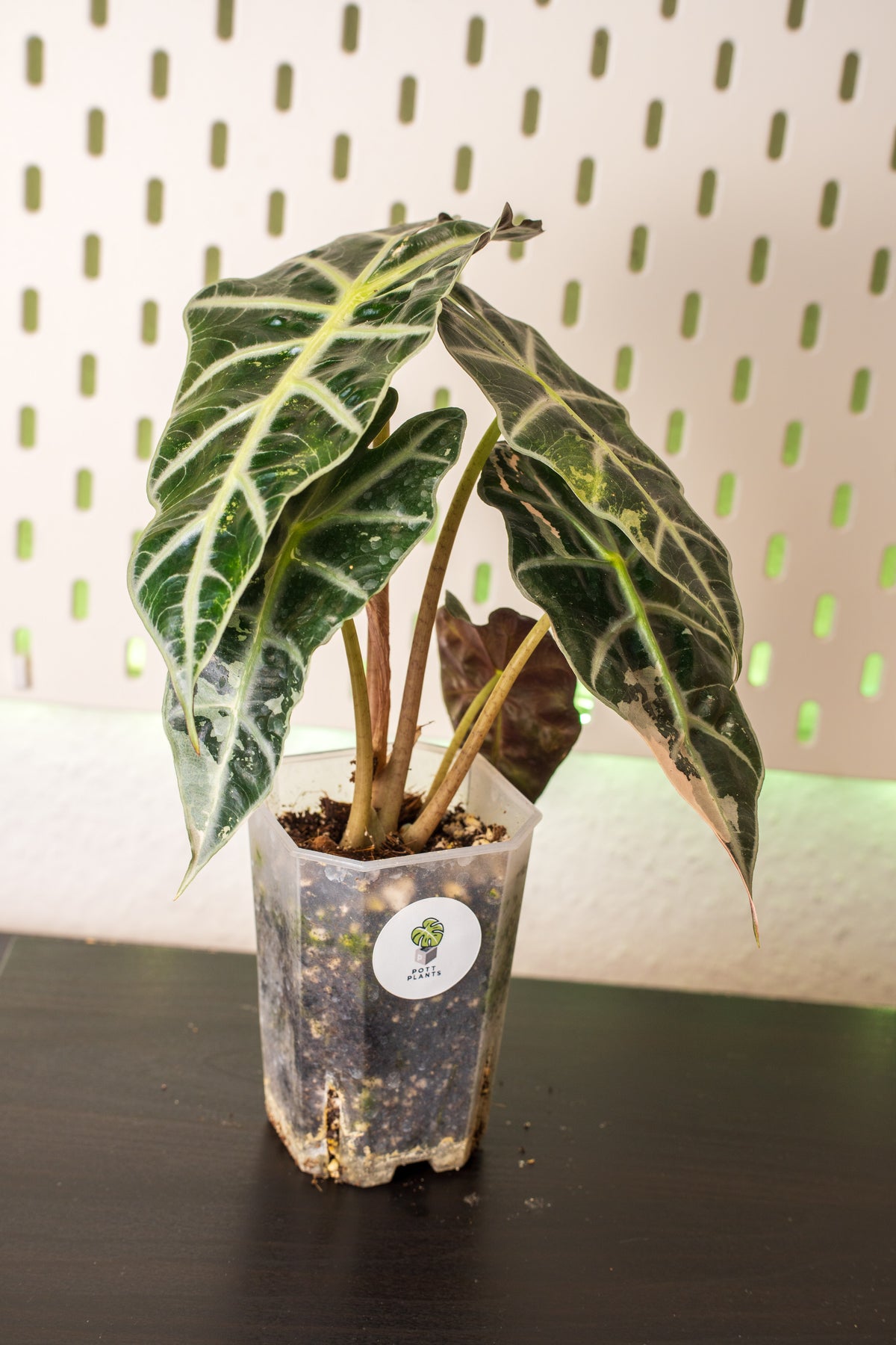 Alocasia Polly Snowflake Pink Variegata
