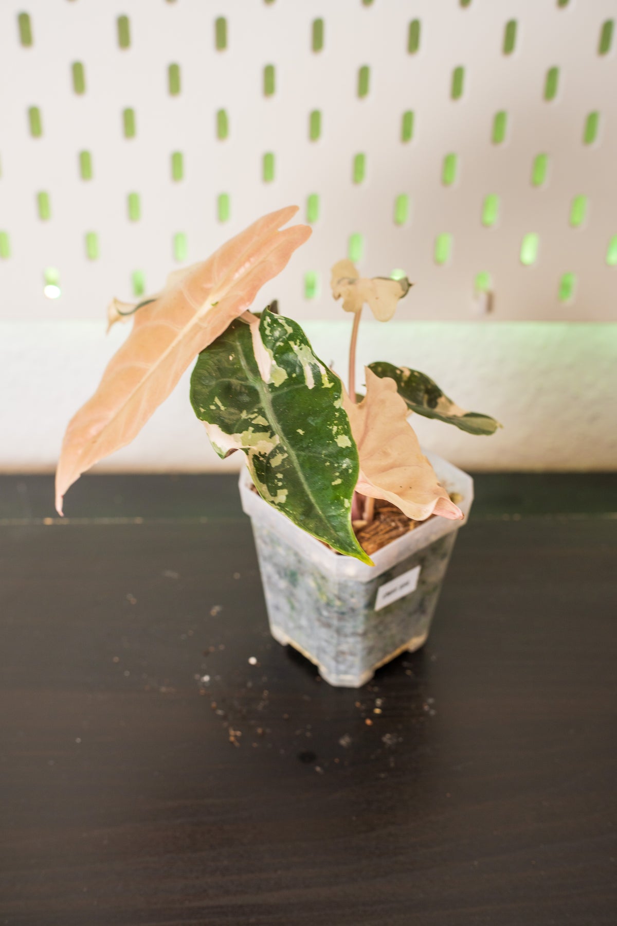 Alocasia Chantrieri Pink Variegata #1
