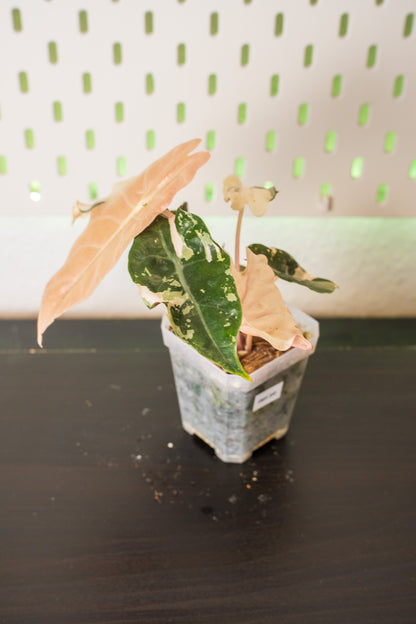 Alocasia Chantrieri Pink Variegata #1