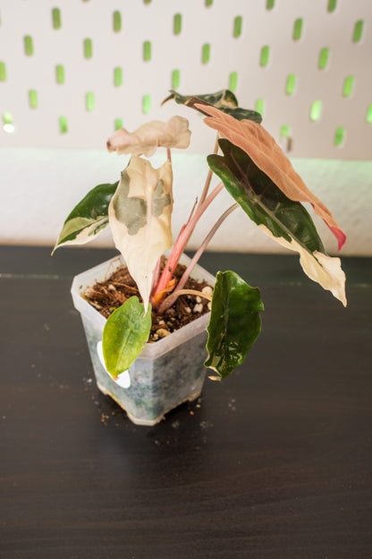 Alocasia Chantrieri Pink Variegata #1
