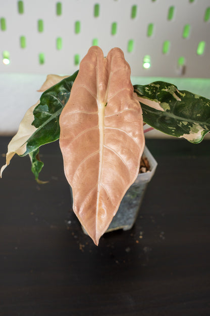 Alocasia Chantrieri Pink Variegata #1