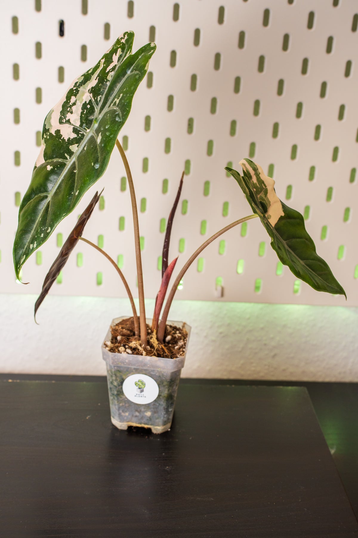 Alocasia Chantrieri Pink Variegata #2