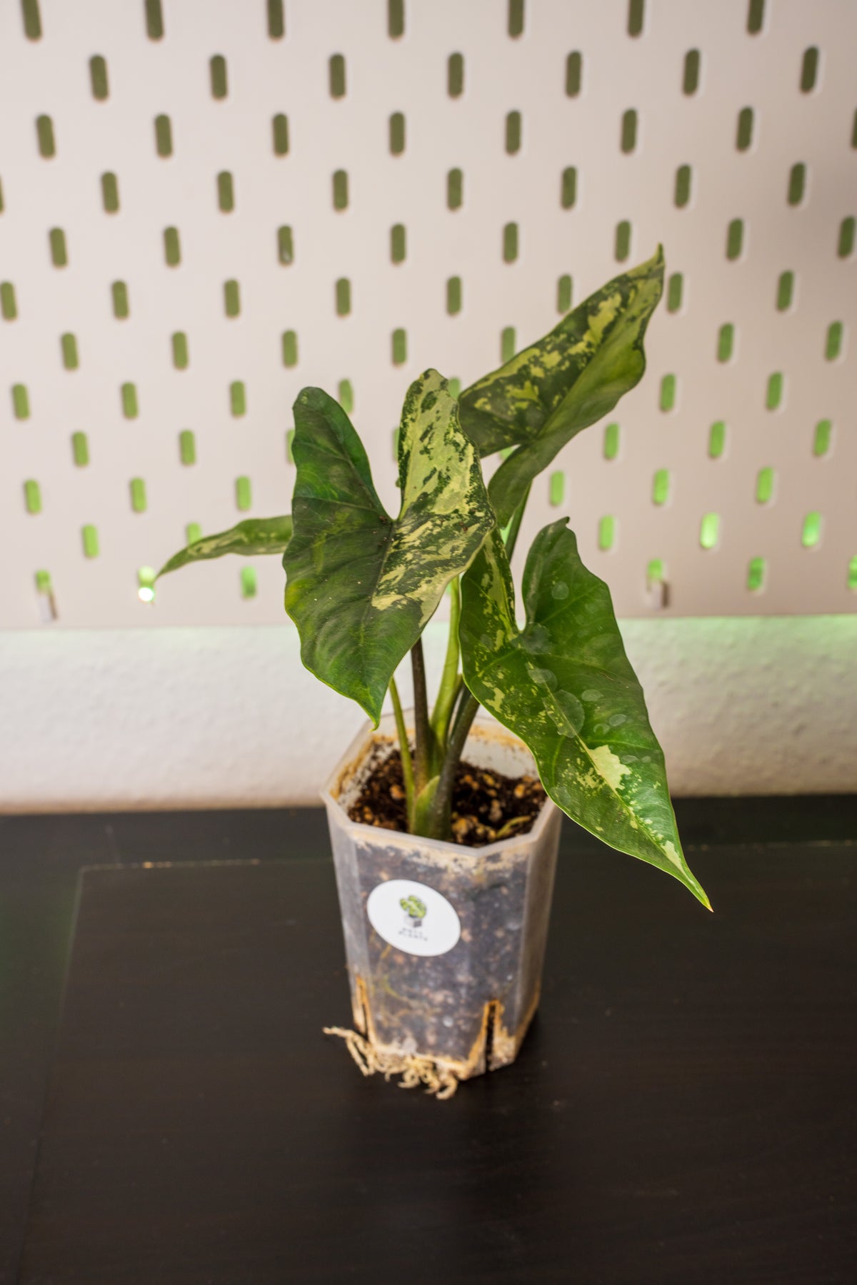 Alocasia Simpo Albo Variegata #1