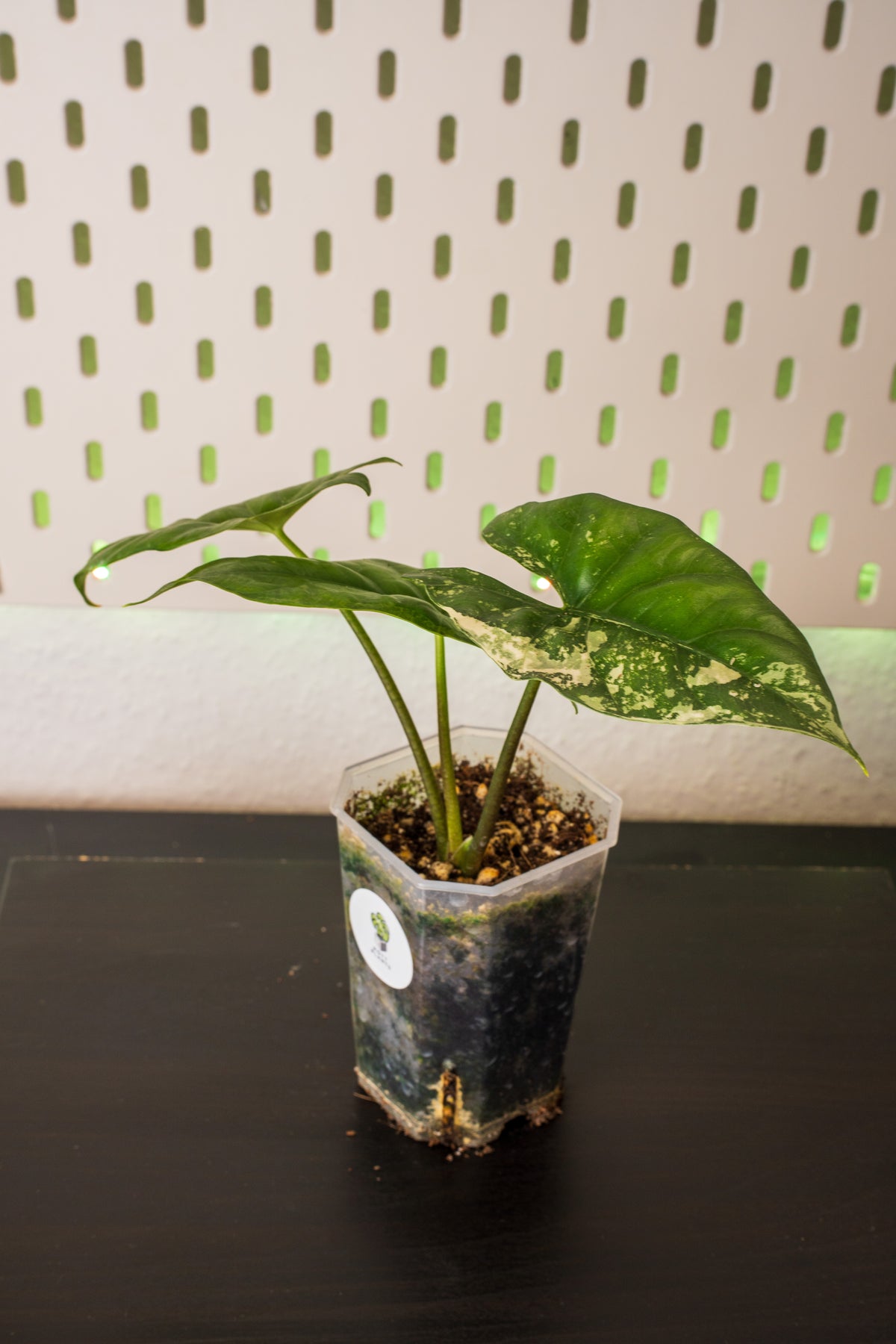 Alocasia Simpo Albo Variegata #1