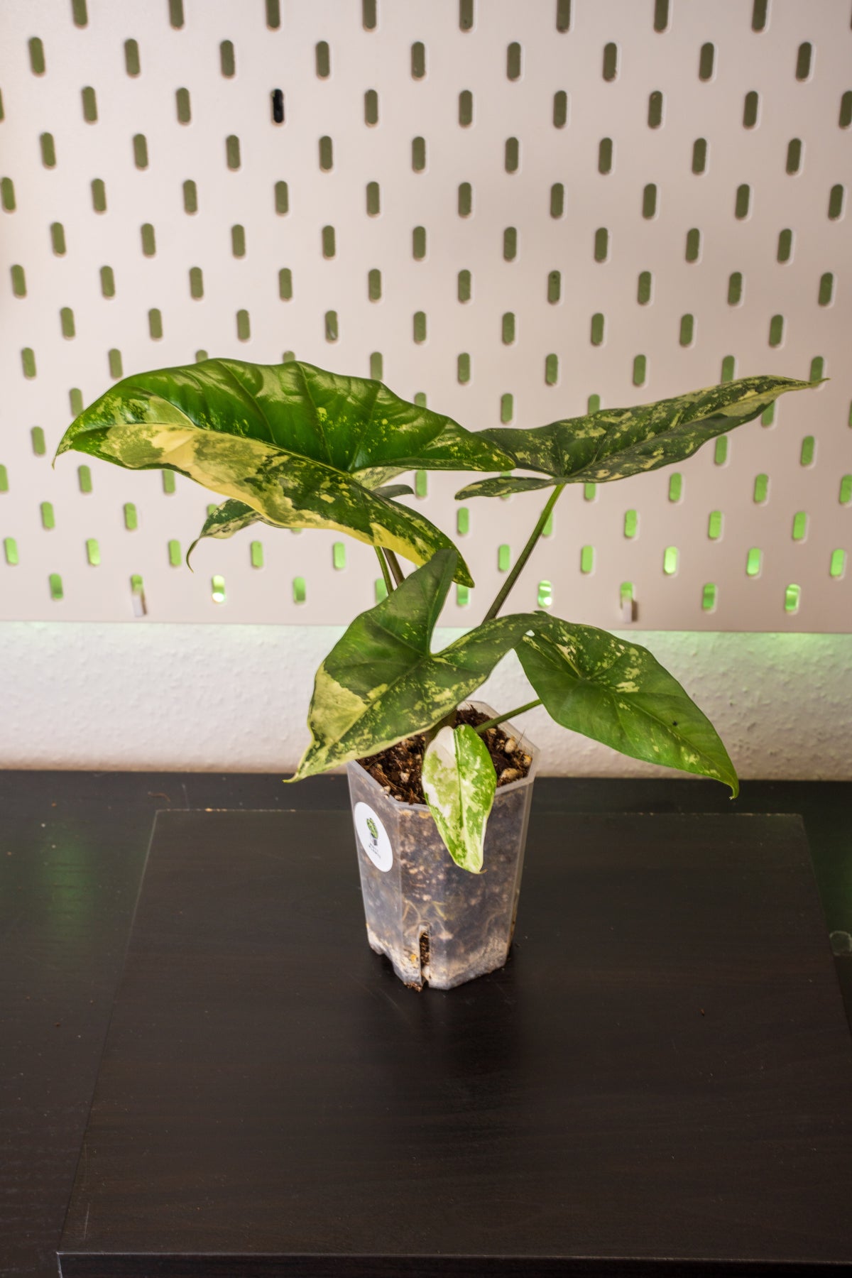 Alocasia Simpo Albo Variegata #1