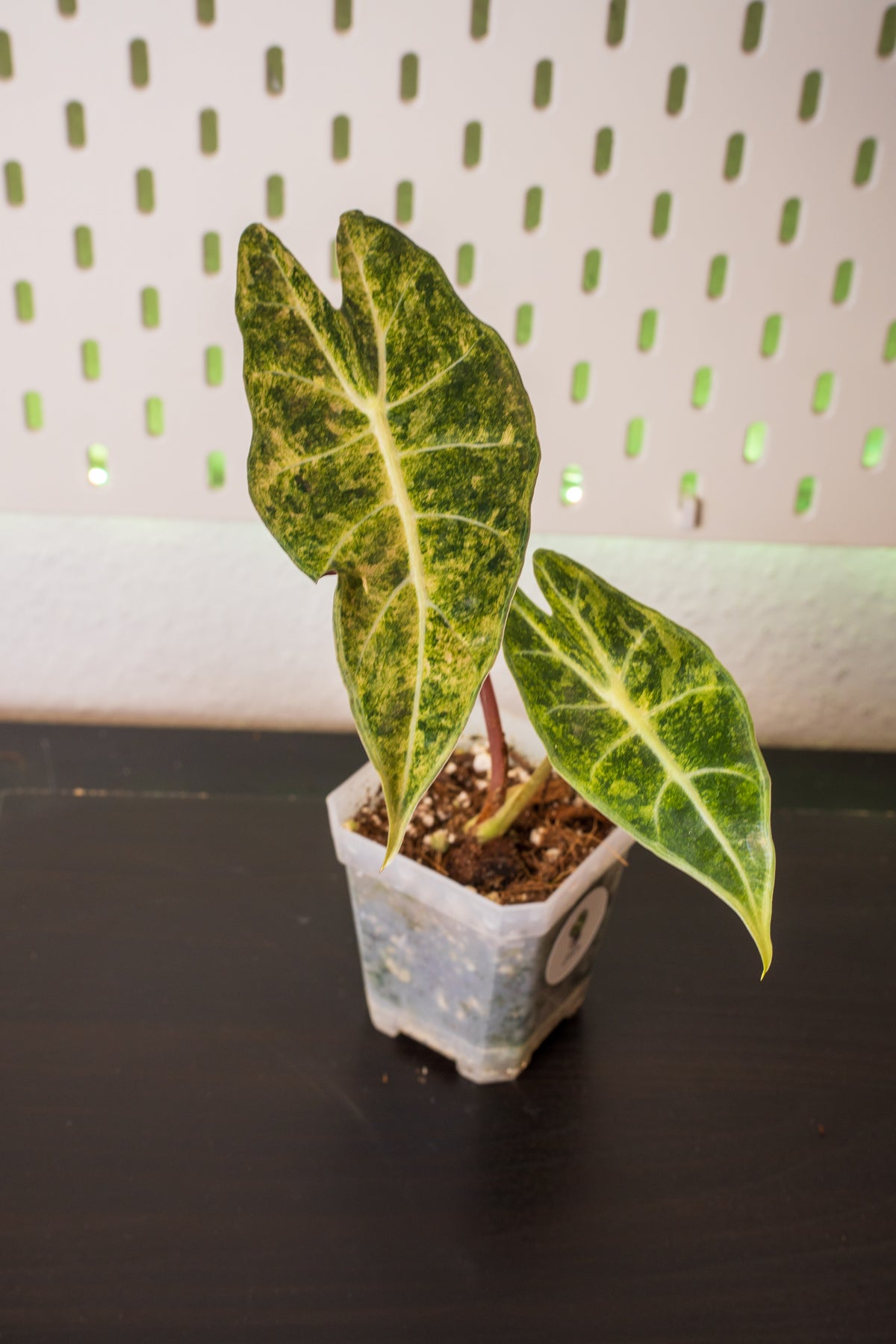 Alocasia Black Satun Pink Stardust Variegata