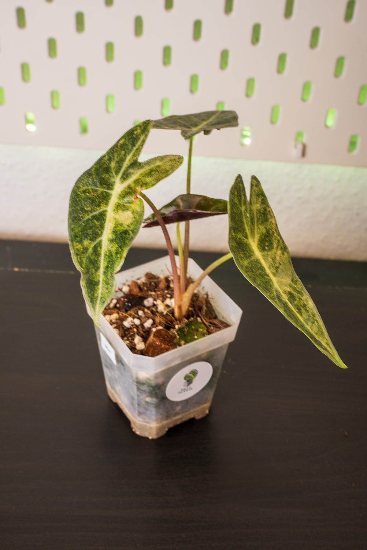 Alocasia Black Satun Pink Stardust Variegata