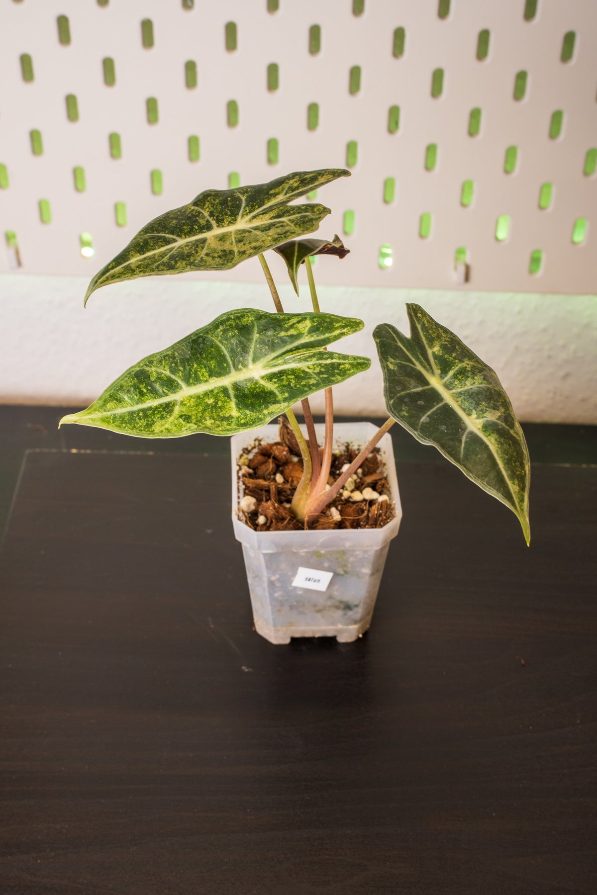 Alocasia Black Satun Pink Stardust Variegata