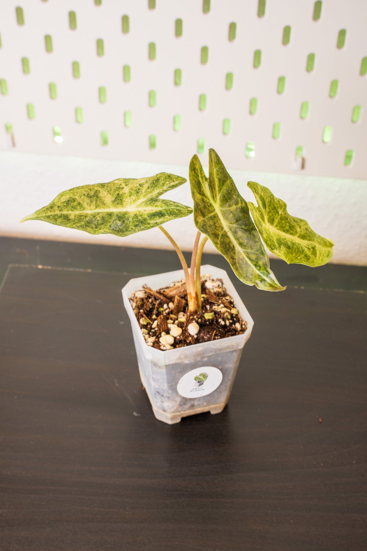 Alocasia Black Satun Pink Stardust Variegata