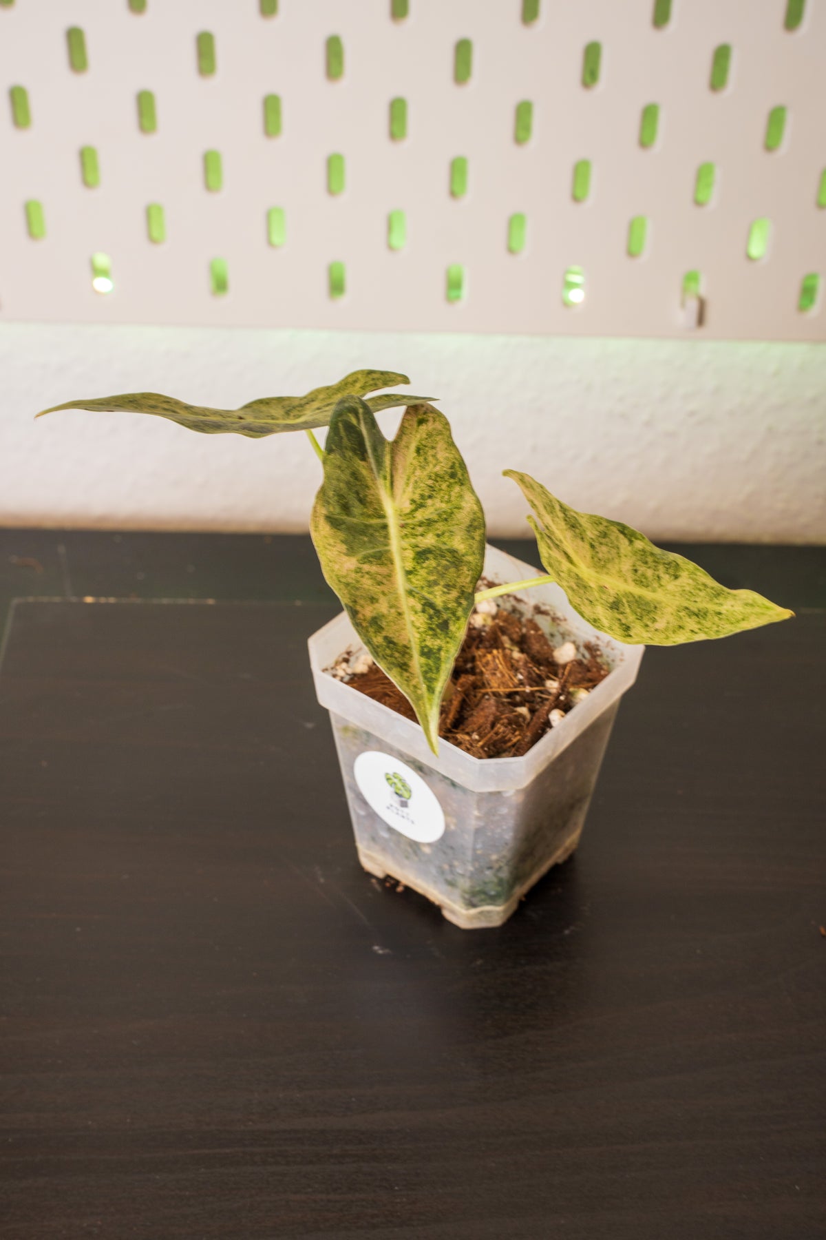 Alocasia Black Satun Pink Stardust Variegata