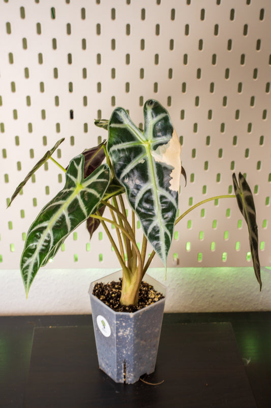 Alocasia Bambino Pink Variegata