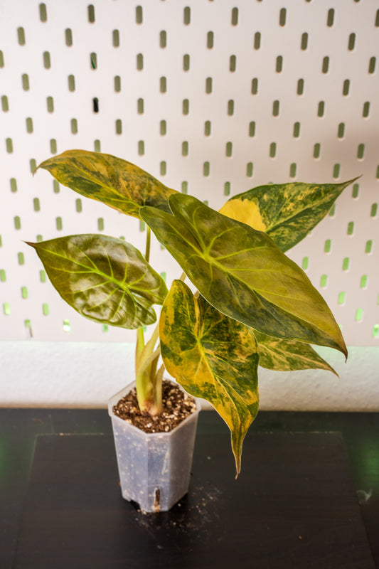 Alocasia Wentii Sunset Aurea Variegata