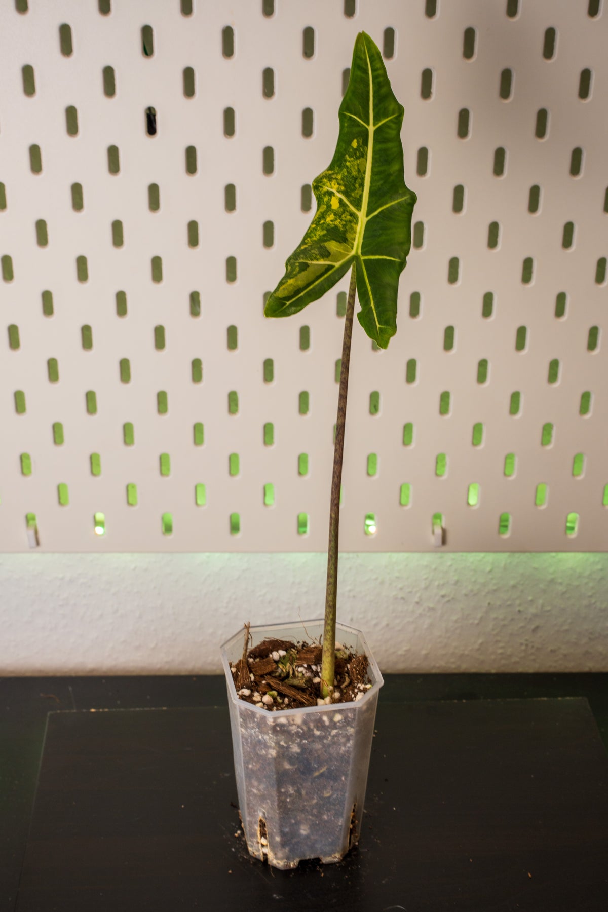 Alocasia Sarian Aurea Variegata