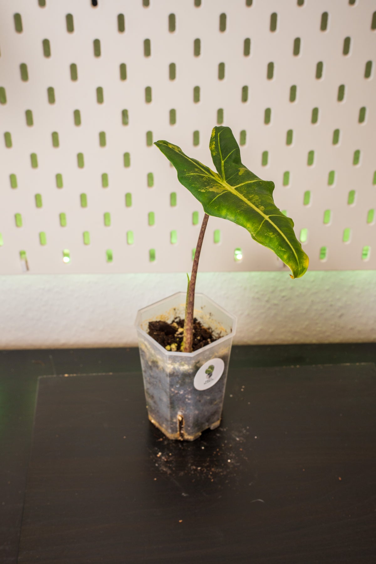 Alocasia Sarian Aurea Variegata