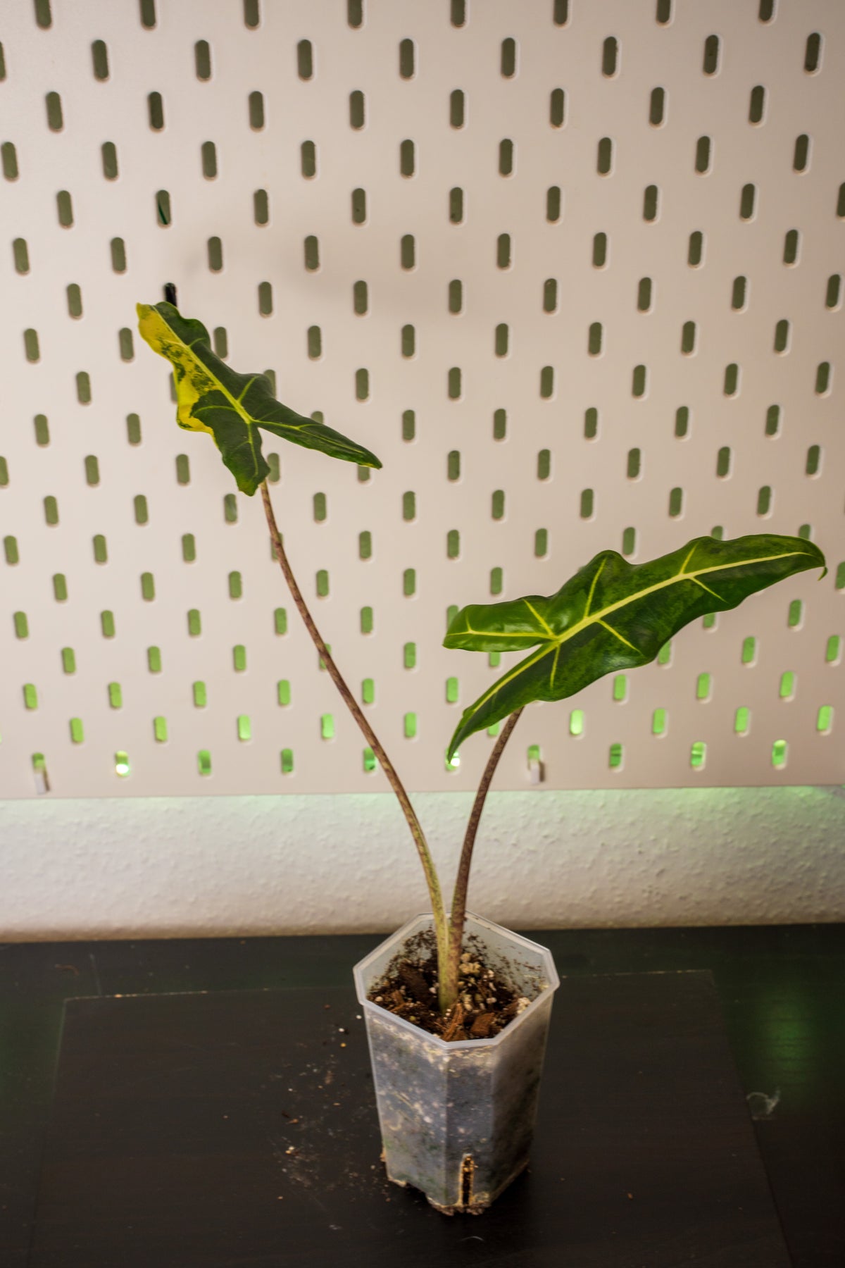 Alocasia Sarian Aurea Variegata