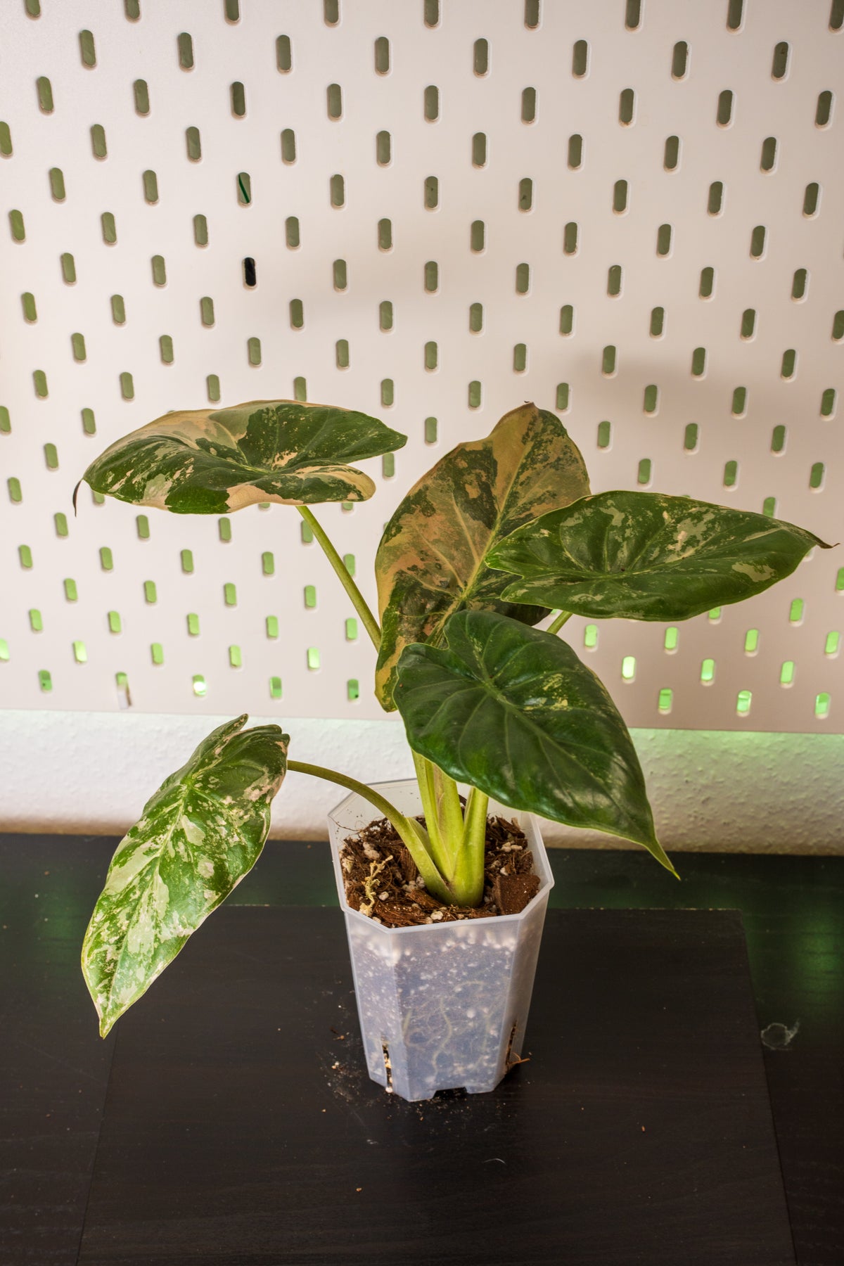 Alocasia Wentii Pink Variegata