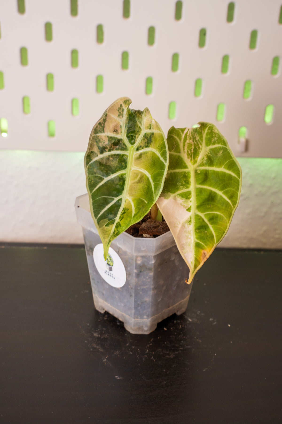 Alocasia Watsoniana Doff Pink
