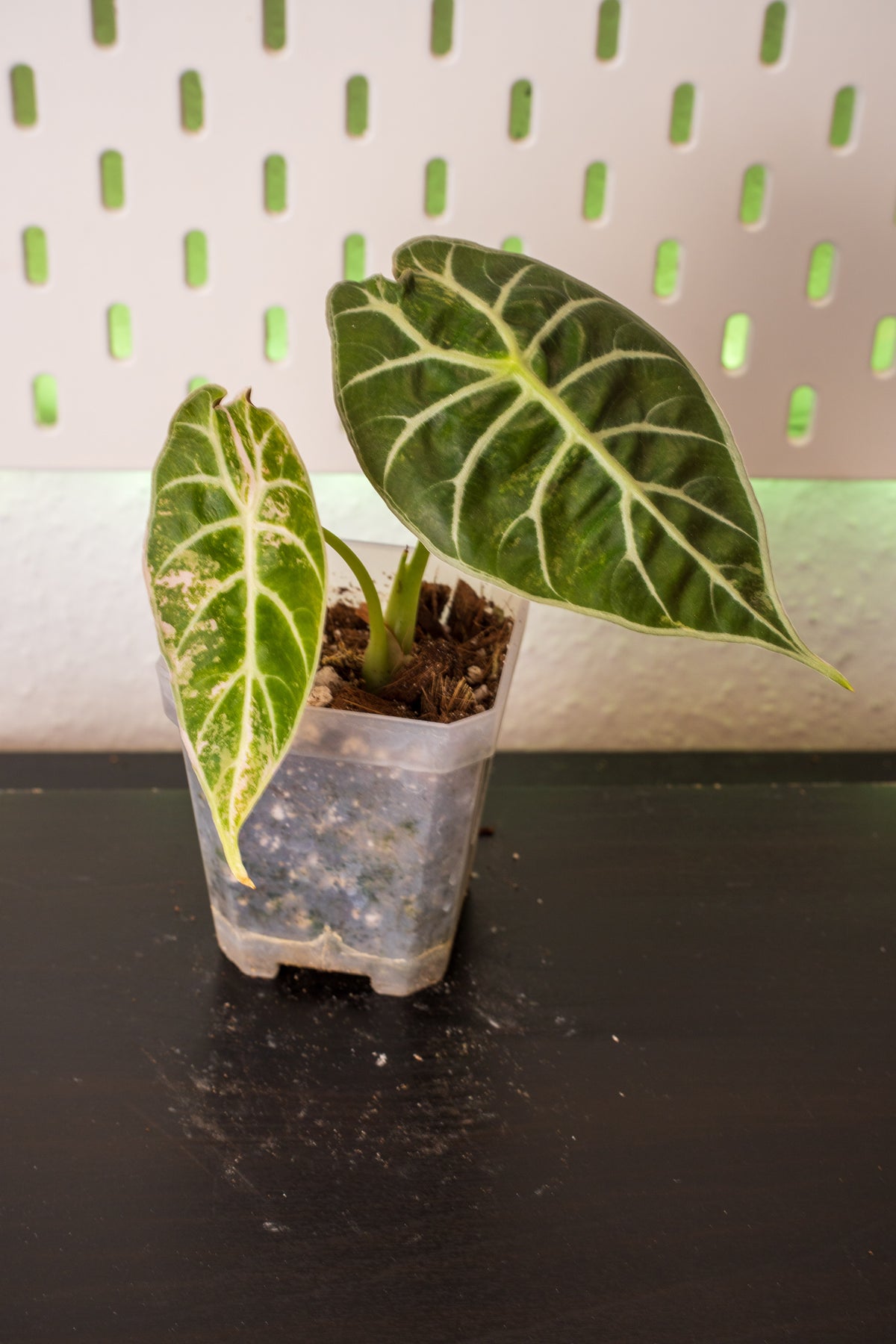 Alocasia Watsoniana Doff Pink