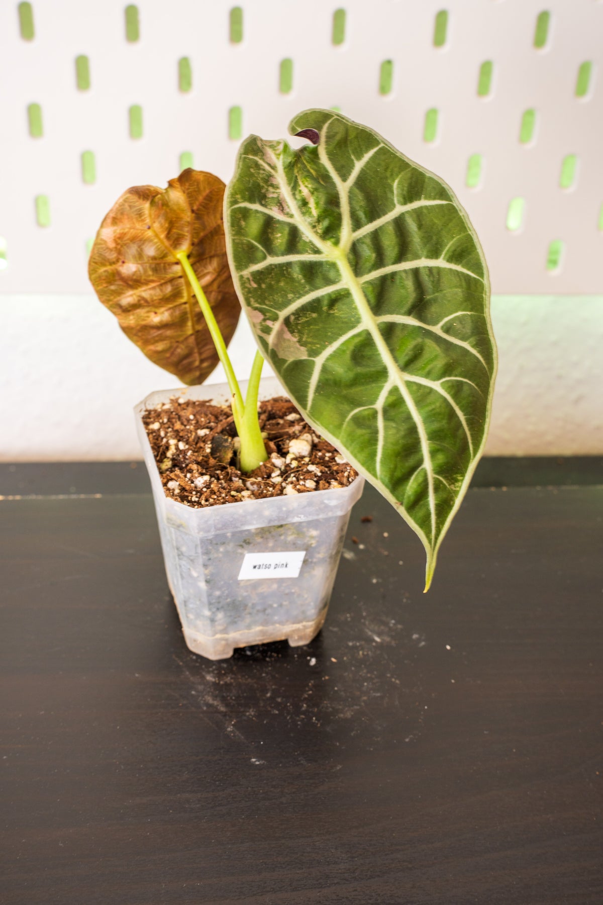 Alocasia Watsoniana Doff Pink