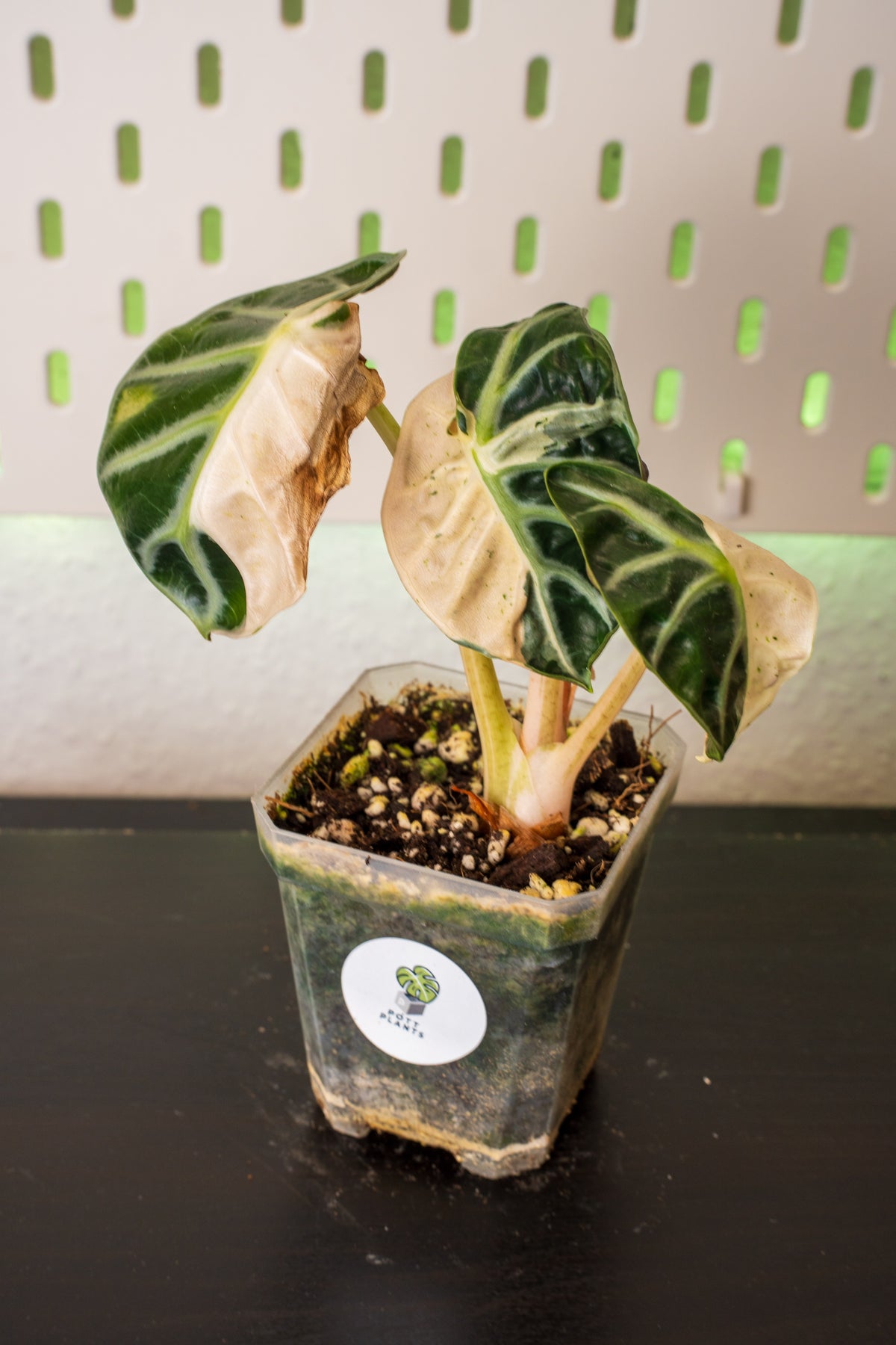 Alocasia Balloon Heart Pink