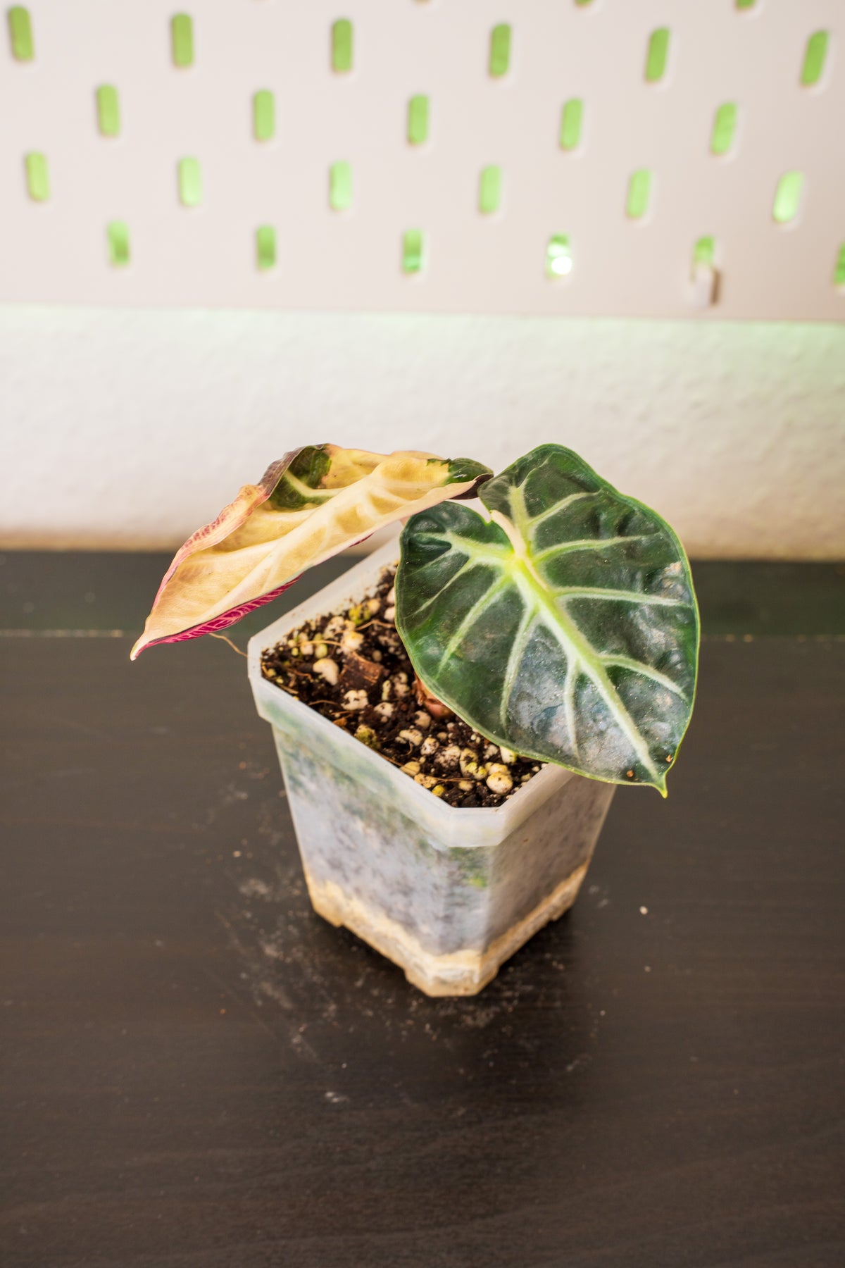 Alocasia Balloon Heart Pink