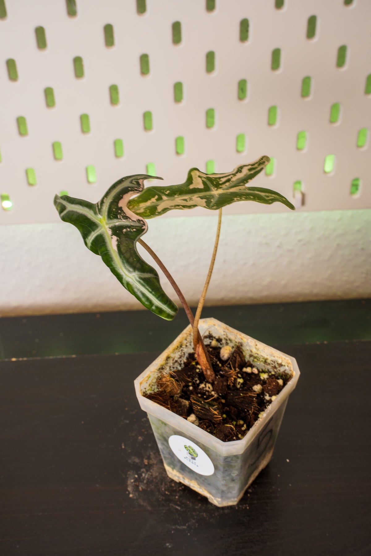 Alocasia Nobilis Pink Variegata