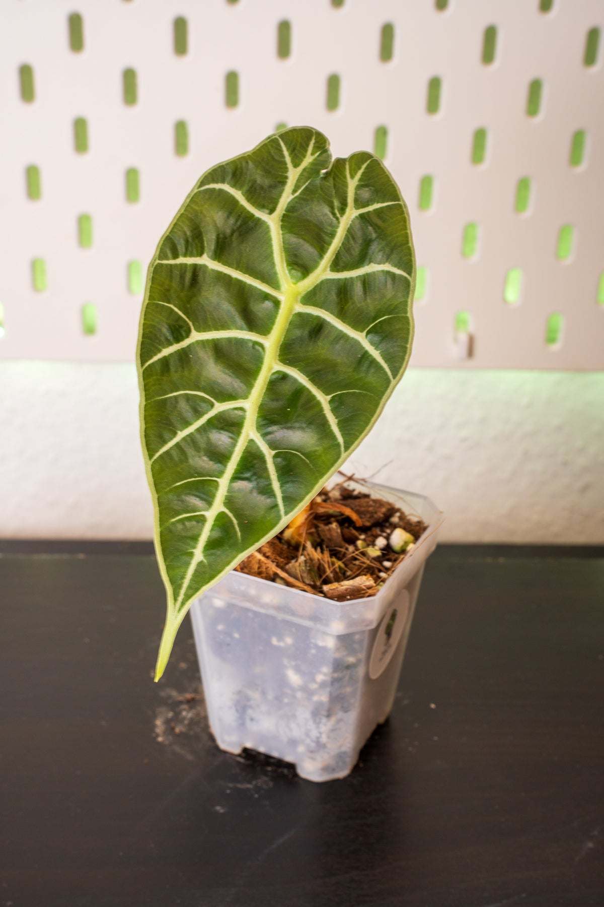 Alocasia Watsoniana Doff