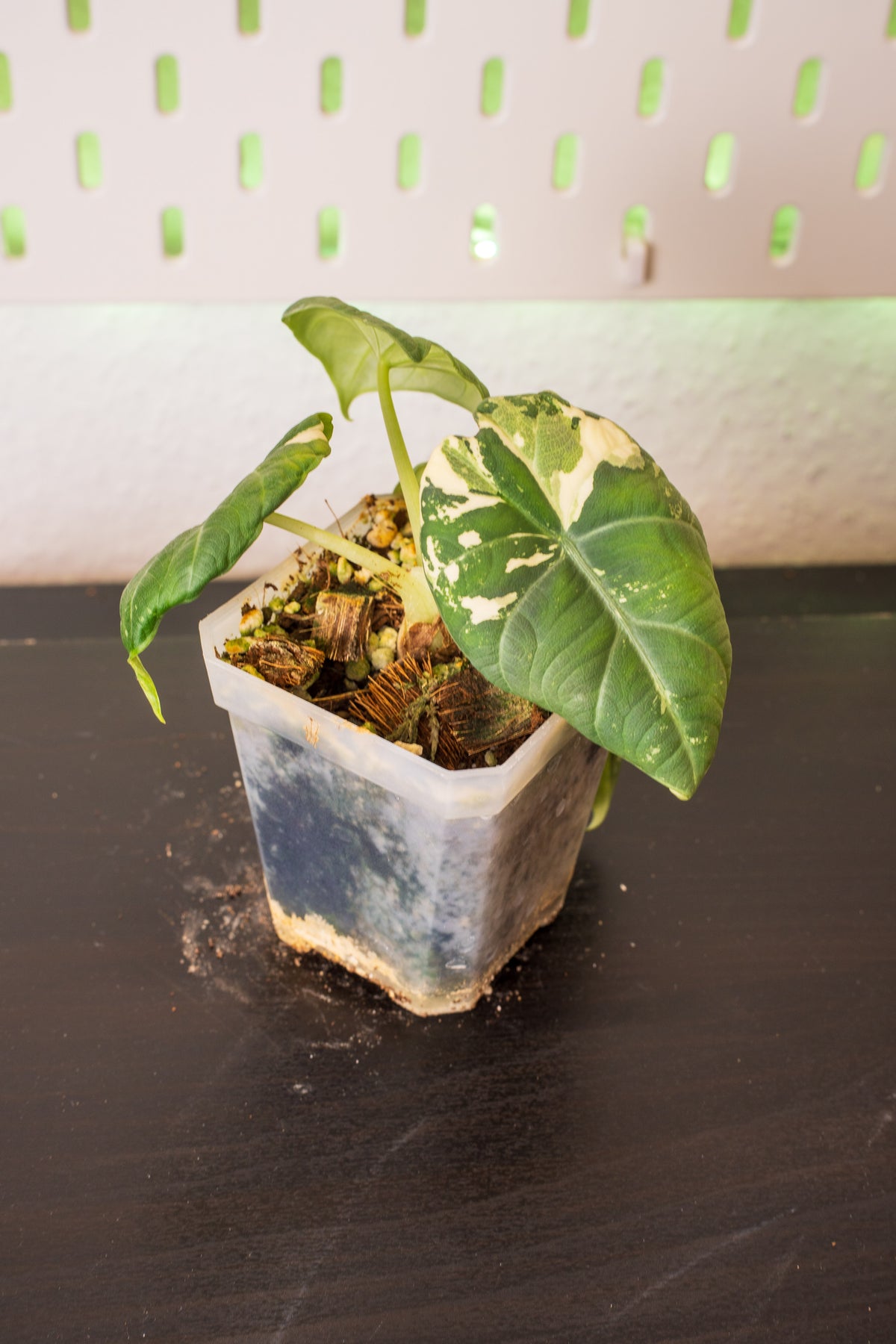 Alocasia Maharani Albo Variegata